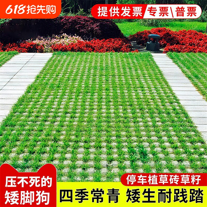 草籽草坪砖草坪种子矮脚狗免修剪草种籽植草砖庭院开花耐热播种