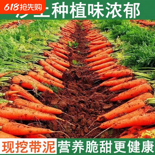 河南胡萝卜新鲜现挖营养健康脆甜