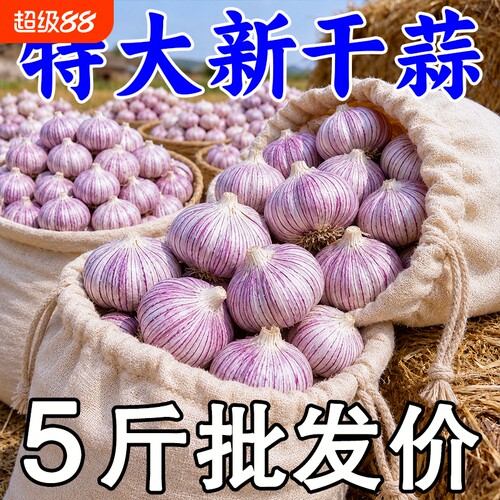 【今年新蒜】山东金乡紫皮新干蒜