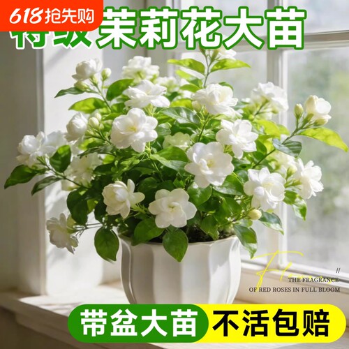 茉莉花盆栽花卉植物室内花四季开花树苗阳台庭院好养易活驱蚊绿植