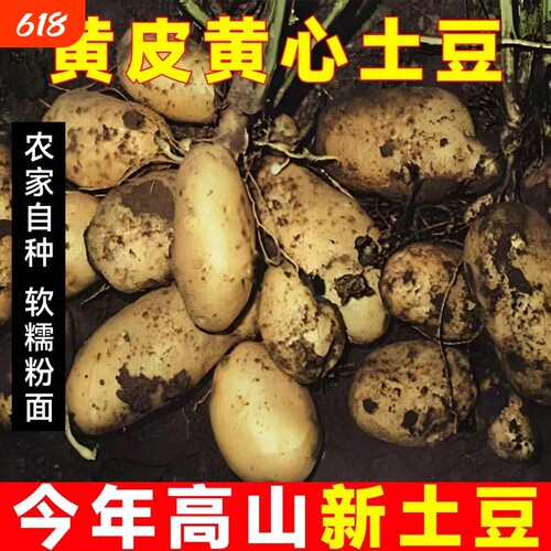 现挖新鲜土豆黄心洋芋