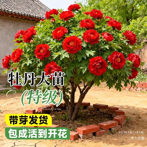 牡丹花盆栽大苗四季带芽苞重瓣观赏植物老桩正宗名贵洛阳缠枝花卉