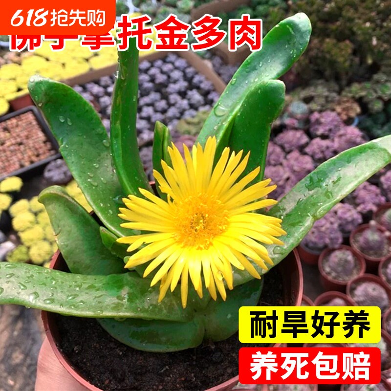 佛手掌托金多肉植物精品花兰室内净化空气千佛手绿植大颗开花阳台
