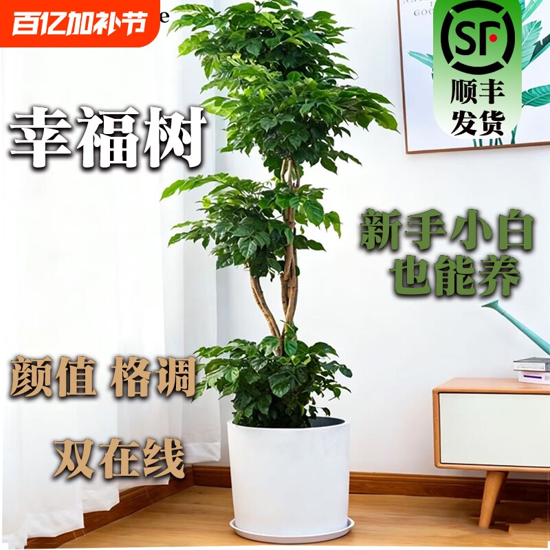 幸福树客厅盆栽大型老桩绿植室内办公室盆景除植物甲醛四季好养活