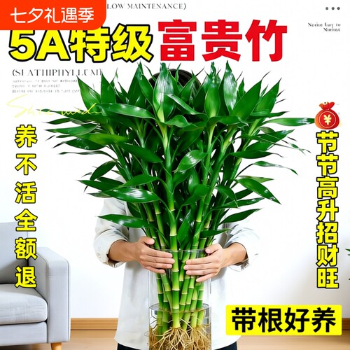 富贵竹带根水培植物|千人回购