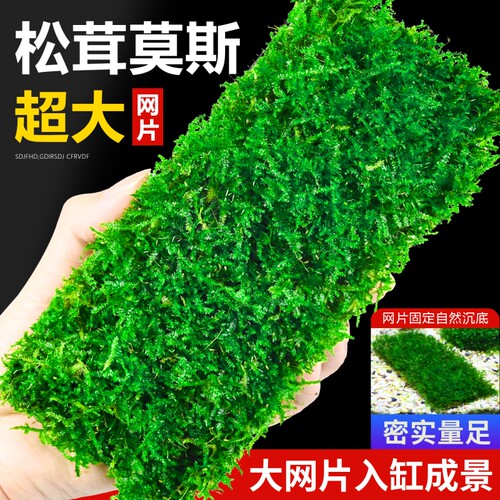 松茸莫斯水草鱼缸造景阴性前景草