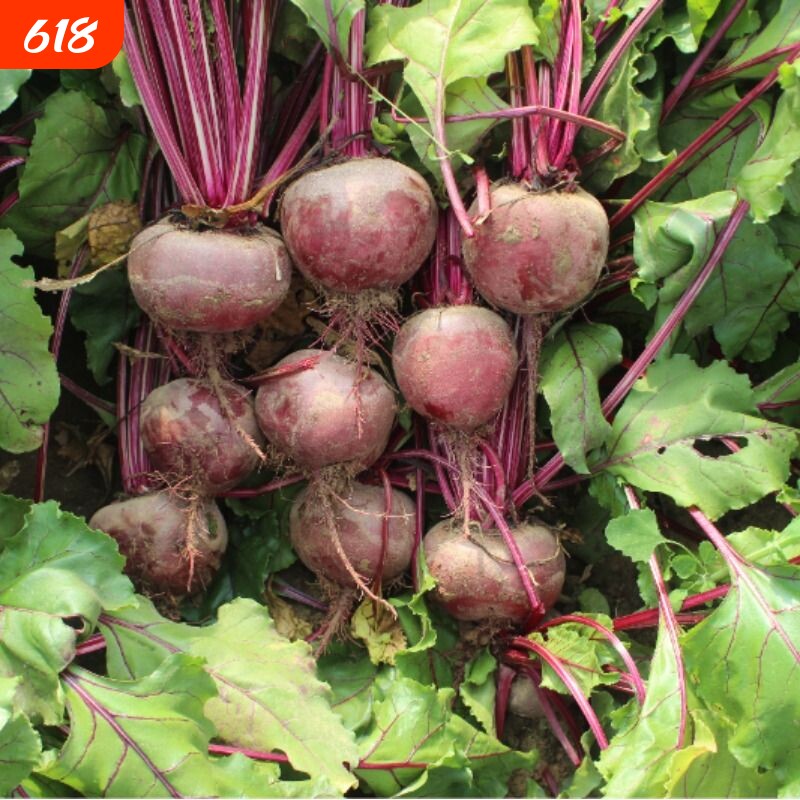 健康低糖甜菜根甜菜头酵素果蔬馒头辅料当季红菜头新鲜