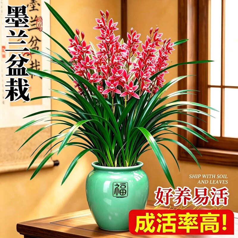 浓香兰花盆栽墨兰企黑报岁兰宽叶兰花兰草苗客厅阳台四季绿植花卉