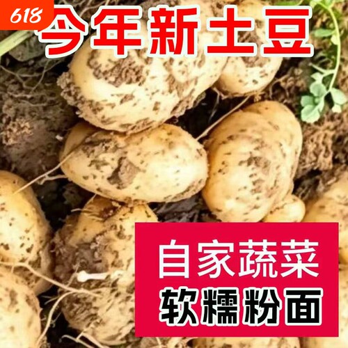 现挖土豆新鲜当季蔬菜
