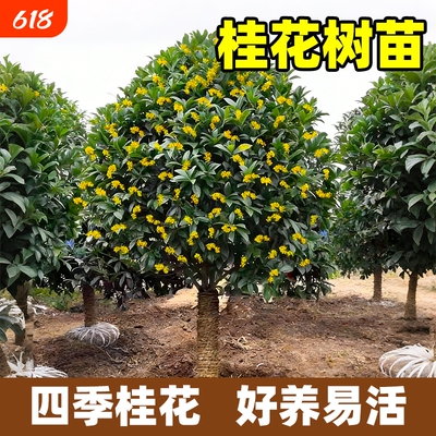 桂花树苗大树庭院地栽金桂丹桂四季常青原生桂花树南北方浓香花卉