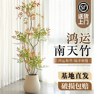 南天竹客厅大型绿植四季常青