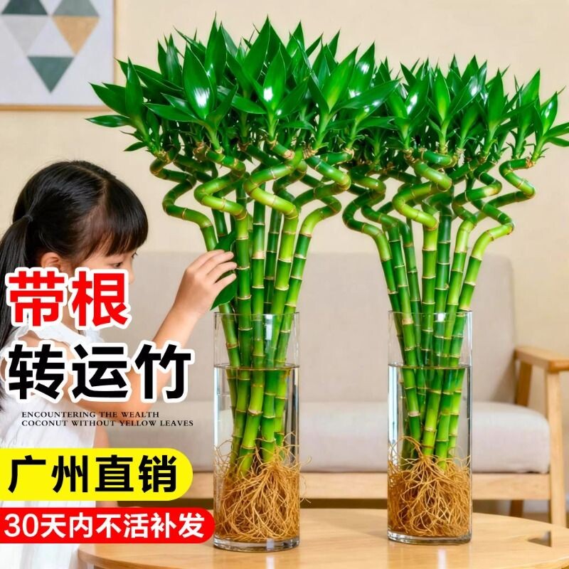 转运竹富贵竹水培植物室内好养龙竹文昌竹客厅招财竹子盆栽粗杆