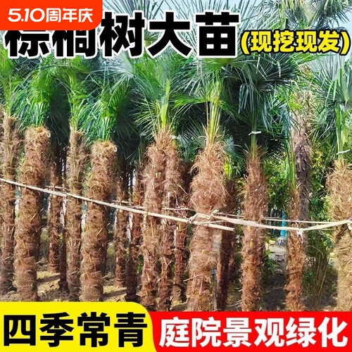 棕榈树苗扇子苗棕树苗四季常青庭院大型植物盆栽绿化苗木耐寒阳台