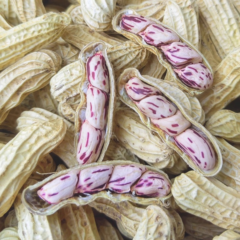 七彩花生米云南特产带壳晒干2024花生种粒熟原味咸干五彩水煮手工