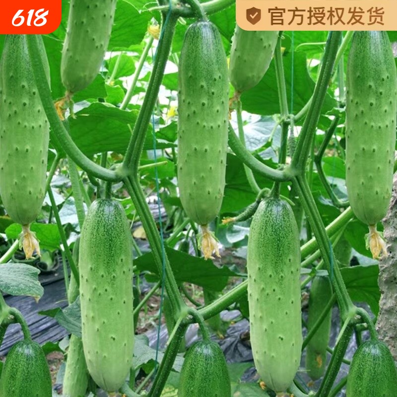 水果黄瓜种子旱黄瓜种籽青瓜籽四季盆栽阳台菜种籽蔬菜种子孑大全