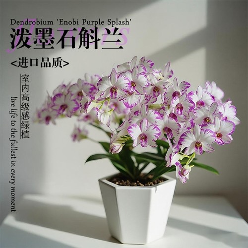 名贵白泼墨秋石斛兰花苗室内高级感绿植盆栽好养浓香可水培花卉