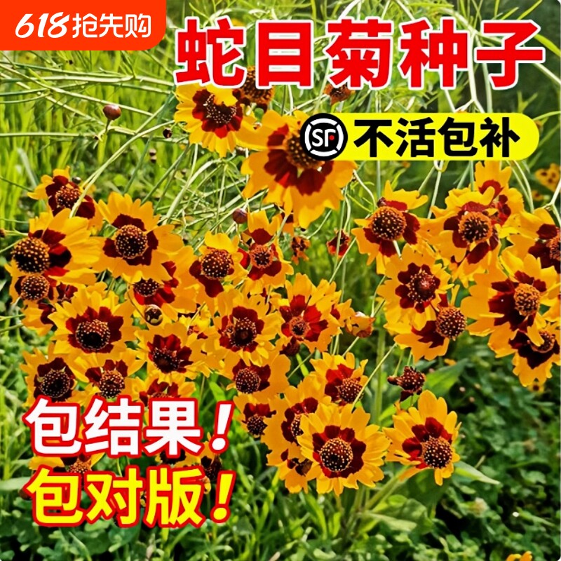 蛇目菊种子耐寒金鸡菊四季易播庭院阳台花坛观赏雪菊花卉种籽