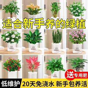 适合新手养 花净化室内植物发财树绿萝多肉吸甲醛好养室内盆栽
