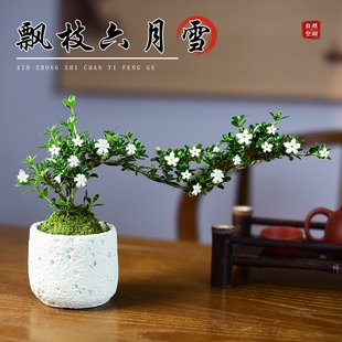 金边六月雪盆景飘枝小盆栽室内绿植桌面四季常青植物好养客厅茶室