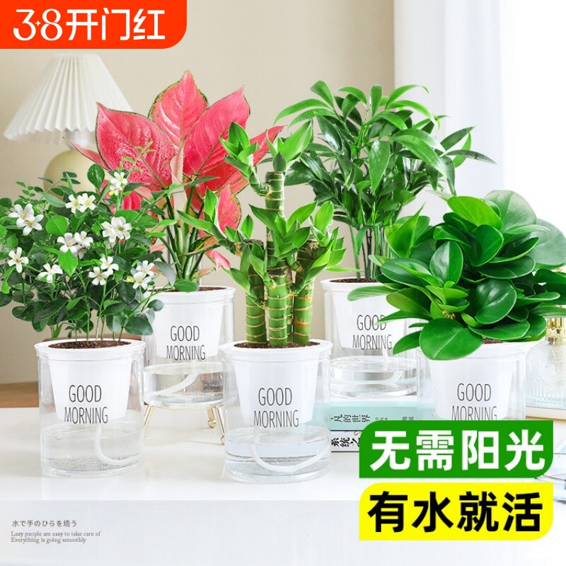 水培绿萝吊兰发财树盆栽懒人绿植物办公室内桌面植物耐阴好养花卉