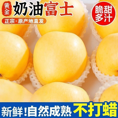 山东烟台黄金奶油富士苹果脆甜多汁当季新鲜水果现摘整箱时令鲜果