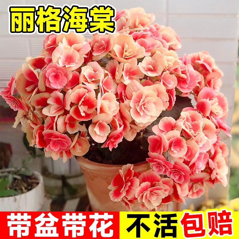 重瓣丽格海棠花盆栽带花客厅天竺葵室内长寿花卉植物阳台四季开花