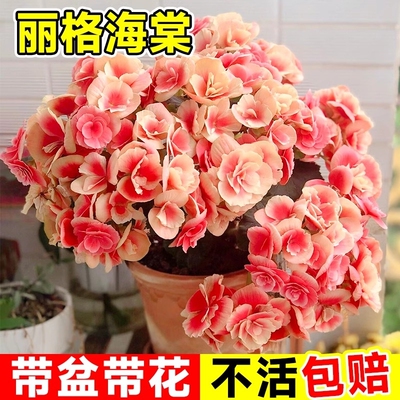 重瓣丽格海棠花盆栽带花客厅天竺葵室内长寿花卉植物阳台四季开花