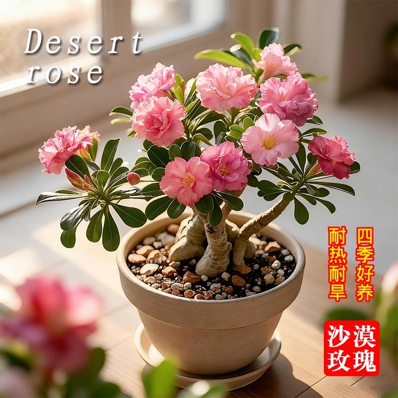 沙漠玫瑰盆栽夏老桩四季好养室内阳台多肉绿植盆景客厅开花花期