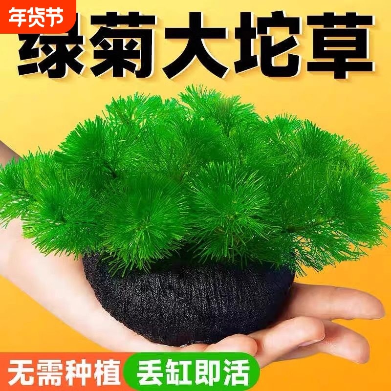 绿菊小坨草缸鱼缸造景真后景水草新手蜈蚣草古法淡水阴性活体植物,宠物/宠物食品及用品,水草,淘宝优惠券,粉丝福利购,淘宝优惠卷