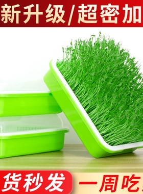 豆芽发芽盆无土栽培蔬菜水培豌豆苗设备种植架托家用芽苗菜育苗盘