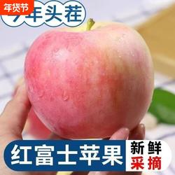 陕西礼泉红富士好看又好吃的新鲜苹果5斤全国包邮产地直发