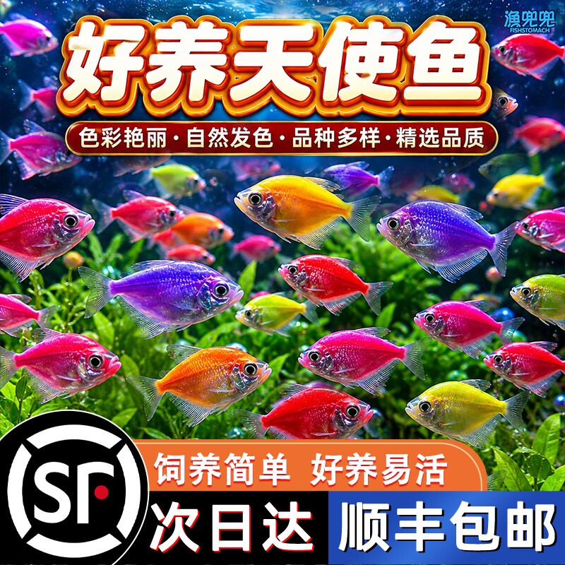 天使鱼观赏鱼活鱼大号群游活体斑马孔雀热带鱼小型鱼淡水好养耐活图片