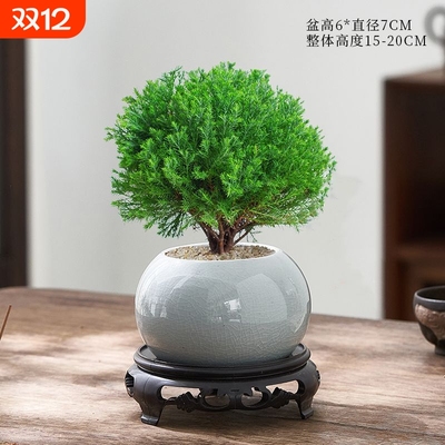 放青松室内小盆栽雾凇办公室桌面放轻松植物摆件四季好养雾松耐阴