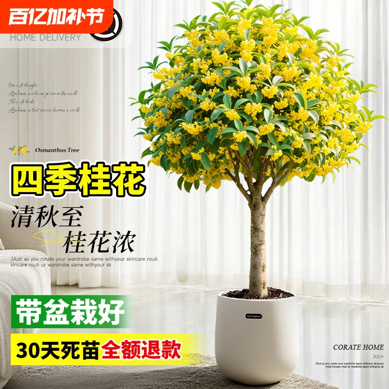 桂花盆栽室内树苗四季桂绿植矮桩浓香型老桩金桂八月好养活阳台