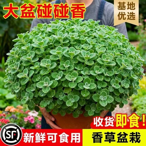 碰碰香盆栽室内多肉植物薄荷驱蚊草花卉净化空气绿植一抹香可食用