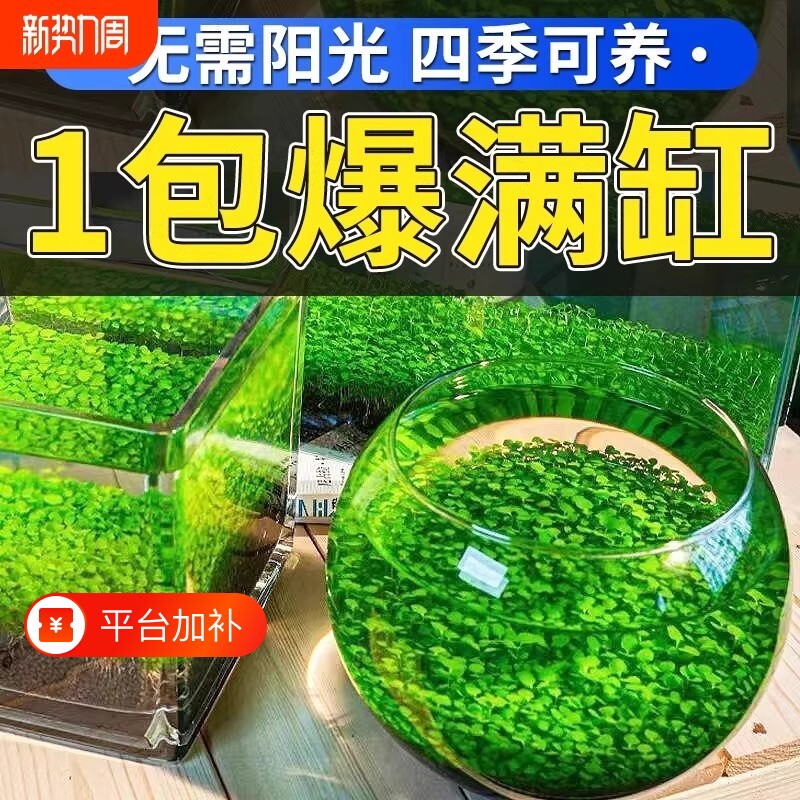水草泥水草种子生态瓶水培植物桌面对叶景观摆件玻璃鱼缸底部室内