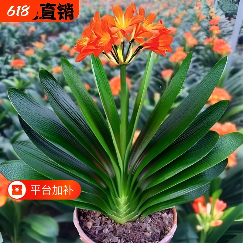 6年大苗精品君子兰盆栽花卉观花植物室内花好养的花当年开花不断