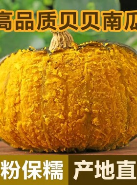 正宗真贝贝南瓜板栗味小南瓜粉糯婴儿南瓜辅食整箱批发包邮粗粮
