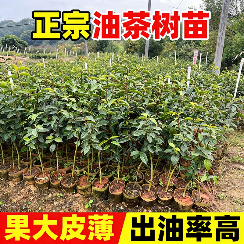 油茶树苗正宗高产嫁接油茶杯苗江西长林系列批发红皮大果白花耐寒