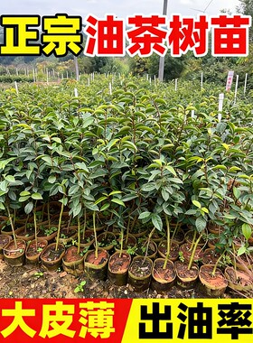 油茶树苗正宗高产嫁接油茶杯苗江西长林系列批发红皮大果白花耐寒