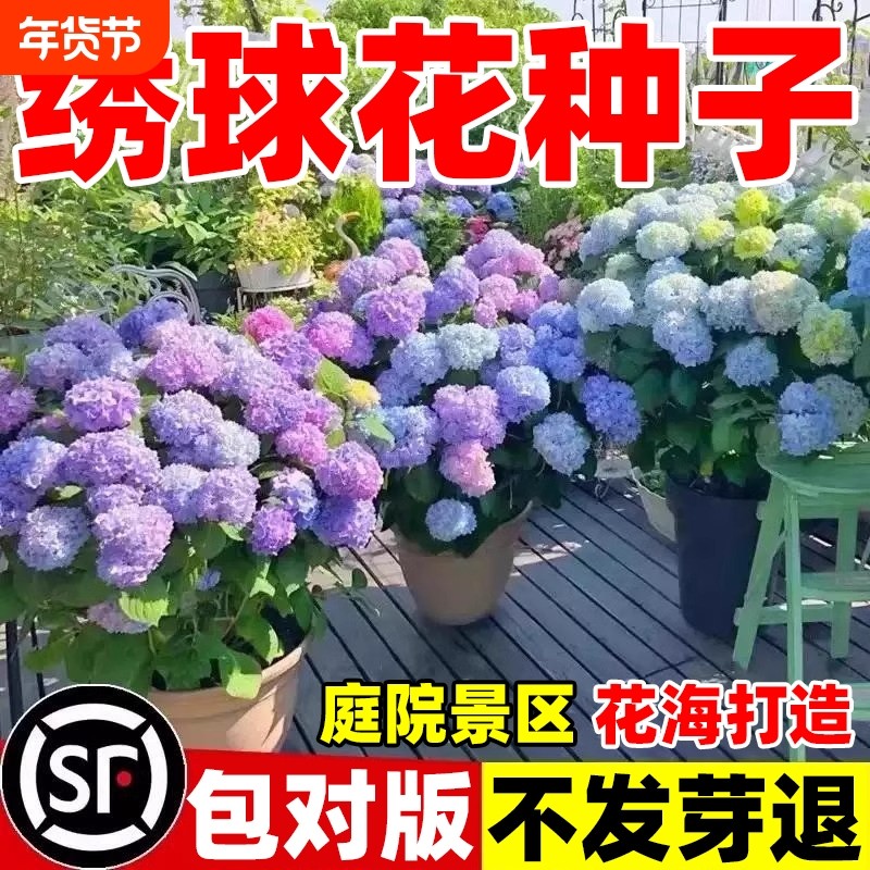 绣球花种籽子四季播种开花多年生花籽种植庭院易活盆栽重瓣菊花