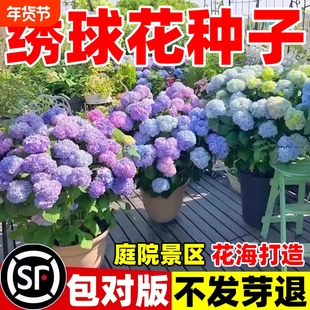 绣球花种籽子四季播种开花多年生花籽种植庭院易活盆栽重瓣菊花