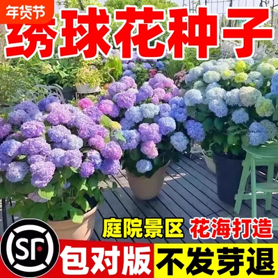 绣球花种籽子四季播种开花多年生花籽种植庭院易活盆栽重瓣菊花