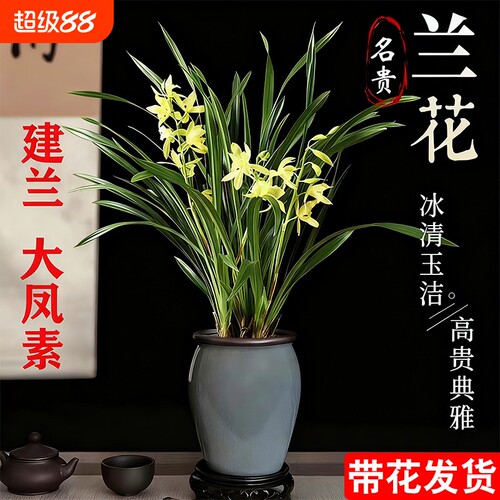 四季兰建兰大凤素现带花苞开花室内花卉兰花苗客厅名贵素心兰水培