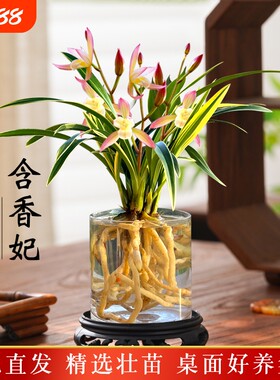 金边水培香水兰花苗四季兰好养室内阳台绿植浓香矮种桌面盆栽花卉