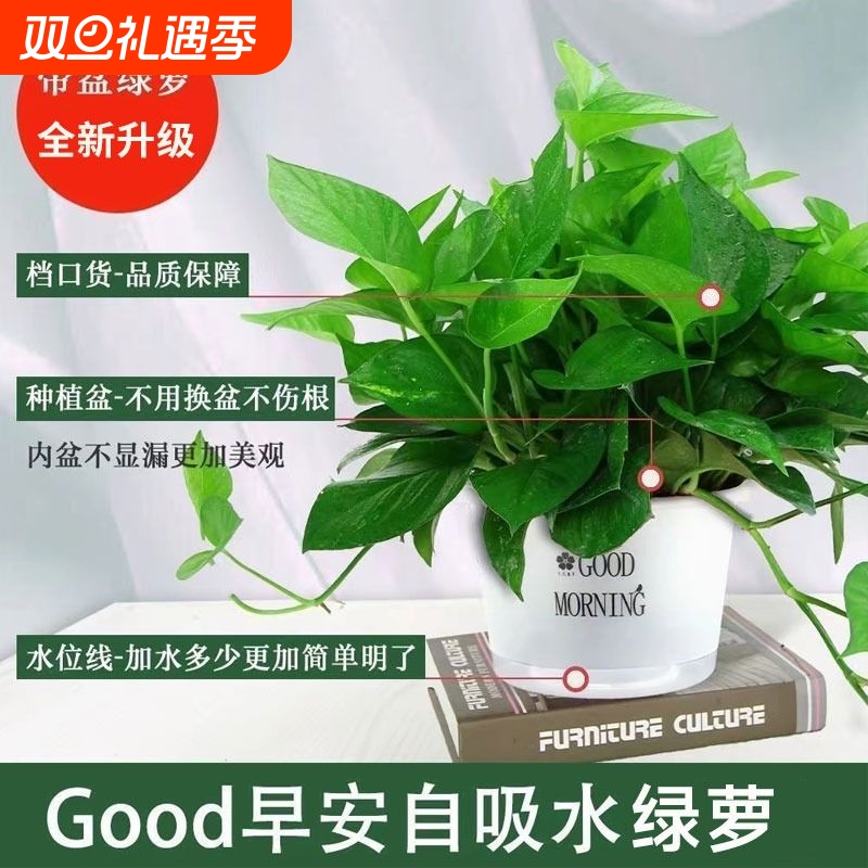 绿萝盆栽花卉植物室内吸甲醛净化空气长藤垂吊兰绿箩水培绿植阳台