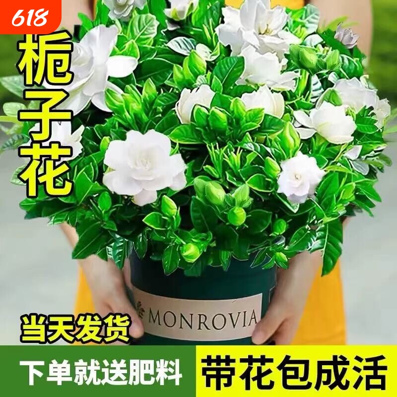 栀子花盆栽室内花卉绿植物老桩茉莉花水培四季开花树苗驱蚊客厅