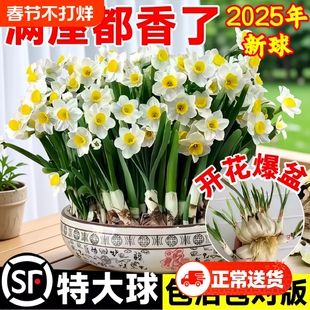 漳州水仙花种球种子盆栽水养花卉球种室内冬季水培植物花球带花苞