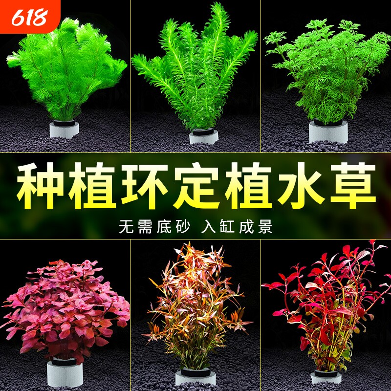 水草植物鱼缸造景阴性真草定植全套餐增氧水兰蜈蚣草绿菊水榕水草
