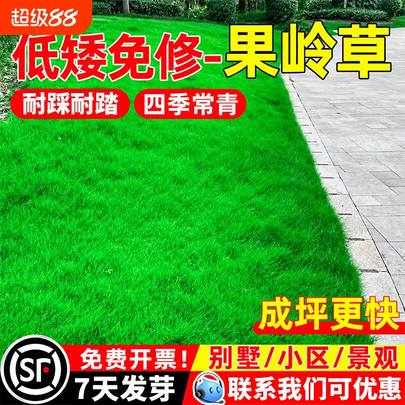 果岭草草籽低矮浓密耐寒耐旱四季常青免修剪矮生工程绿化草坪种子